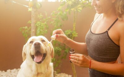 CBD oil for dogs: what you need to know…