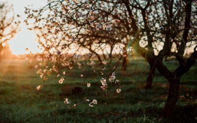 Spring – Time to Reclaim your Energy